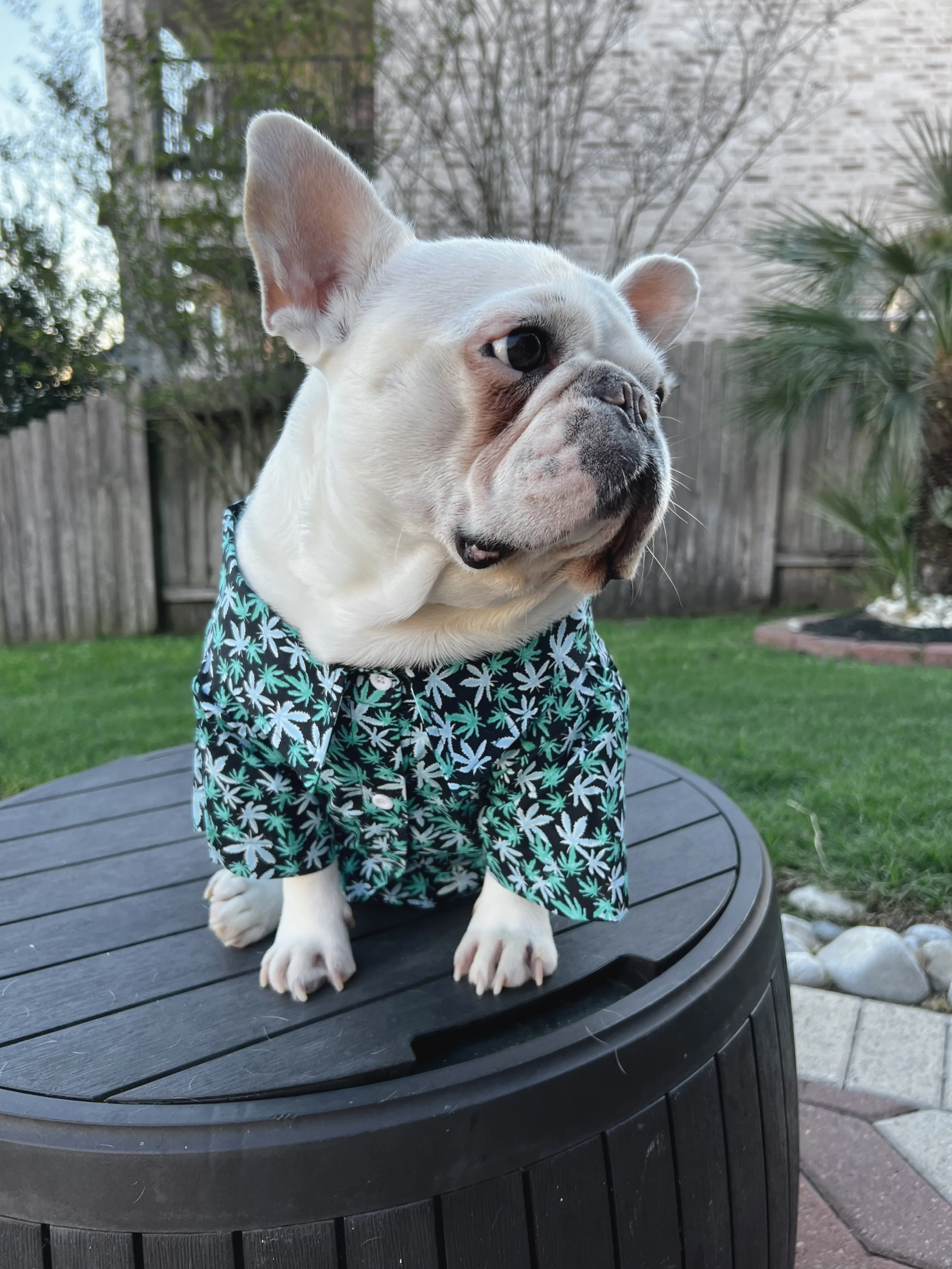 Marijuana 420 Weed Cannabis Owner and Pet Matching Button Shirt / Bandana